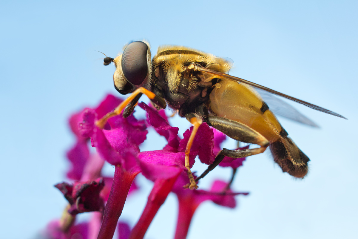 Hoverfly - Helophilus pendulus feeding 1